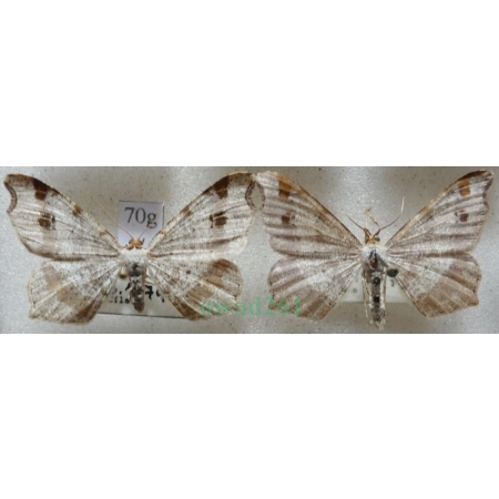 Macaria alternata (Denis & Schiffermüller, 1775) pair Witalnik zmiennik Czech70g